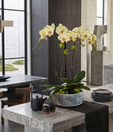 ALDER | Triple Planter