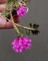 Dendrobium limpidum