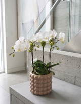 SHAE | Compact Double Orchid