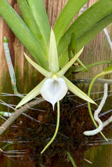 Angraecum praestans
