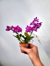 Dendrobium parishii 