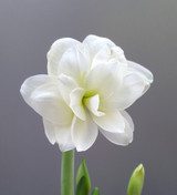 AMARYLLIS | LUX DOUBLE