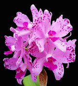 We are on HOLIDAY SHIPPING BREAK 12/15-1/6