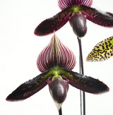 Spring Orchid Repotting Workshop