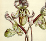 2025 Fall Orchid Show & Sale- Red Butte Gardens November 1-2 