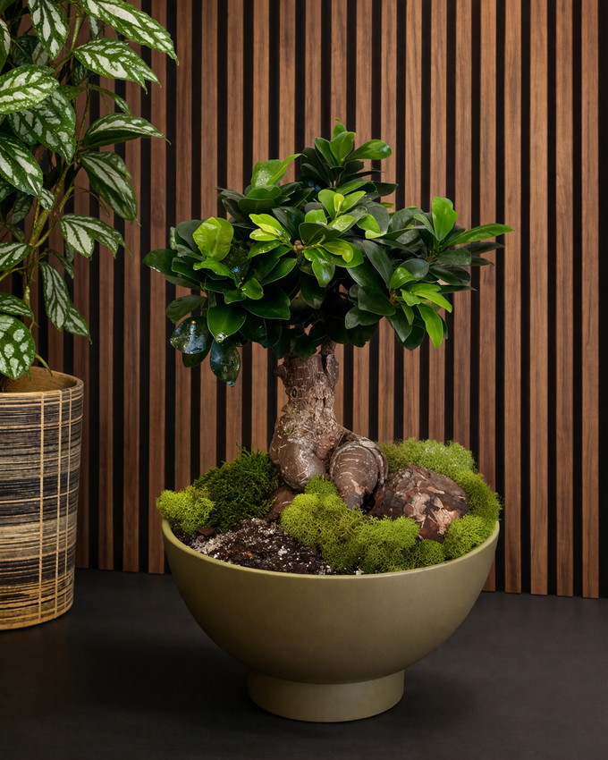 Ginseng Ficus (Ficus macrocarpa) | TROPICAL PLANTER