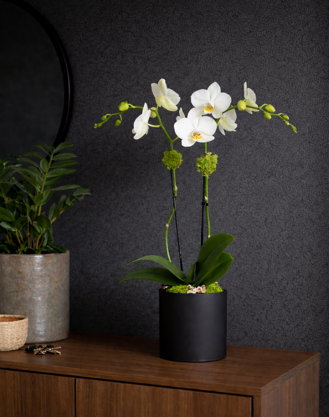CLASSIC DESIGN | Compact Orchid