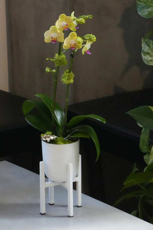 ARLO | Compact Orchid ARLO | Compact Orchid