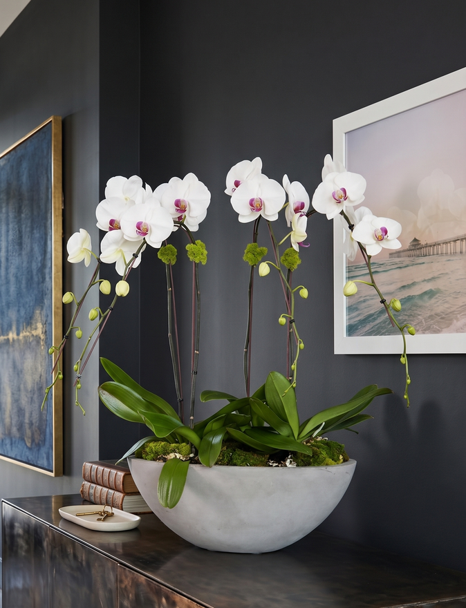 CEMENT OVAL | Quad Orchid Planter
