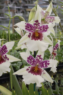 Bllra. Big Shot 'Hilo Sparkle' (Tahoma Glacier x Maui Titan)