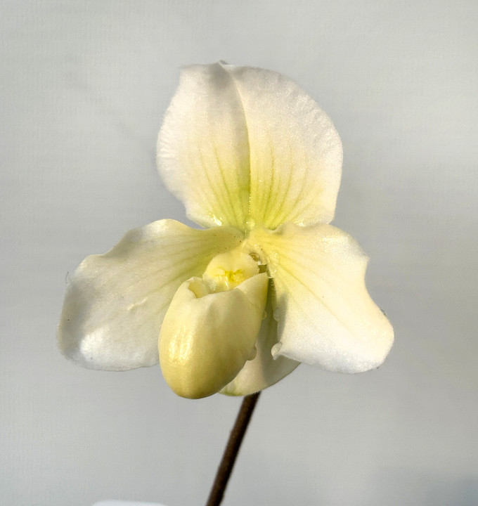 Paphiopedilum thaianum x Stone Lovely Paphiopedilum thaianum x Stone Lovely