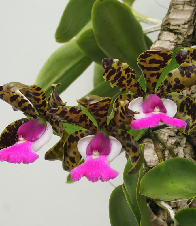 Cattleya  aclandiae (select breeding)