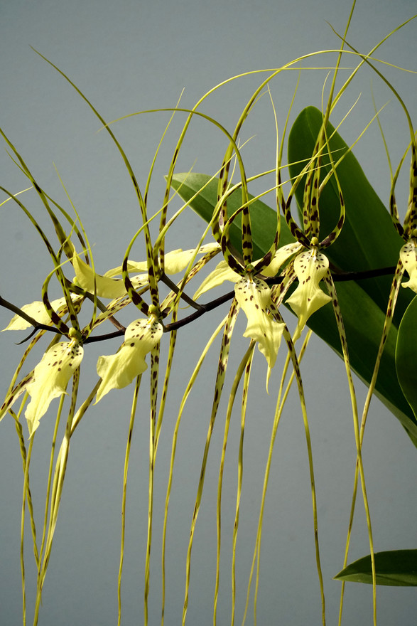 Brassia Rex 'Sakata' AM/AOS (verrucosa x gireoudiana)