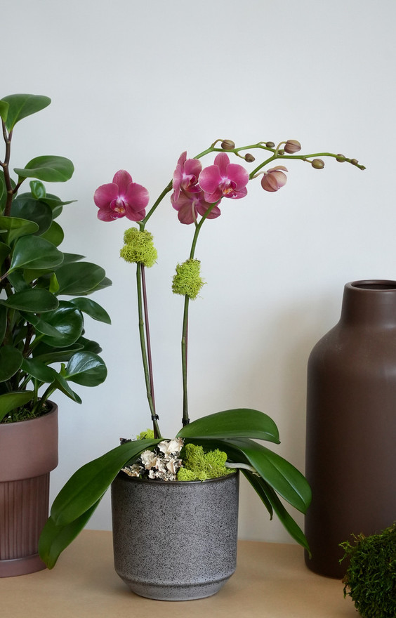 ASHE | Compact Orchid