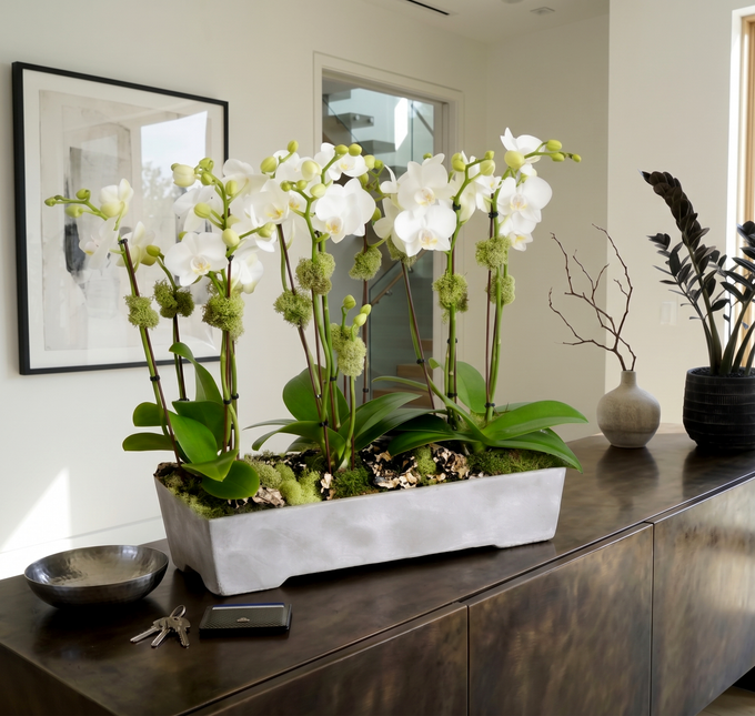 SONORA | Compact 5 Orchid Planter