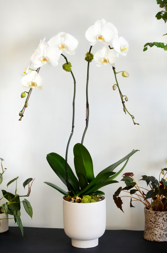 SABI | Double Planter