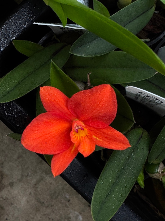 Sophronitis coccinea x cernua