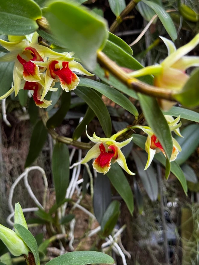 Dendrobium suzukii