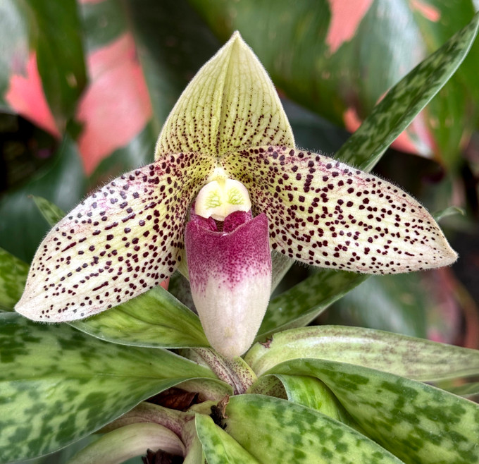 Paphiopedilum Evelyn Röllke (sukhakulii x bellatulum)