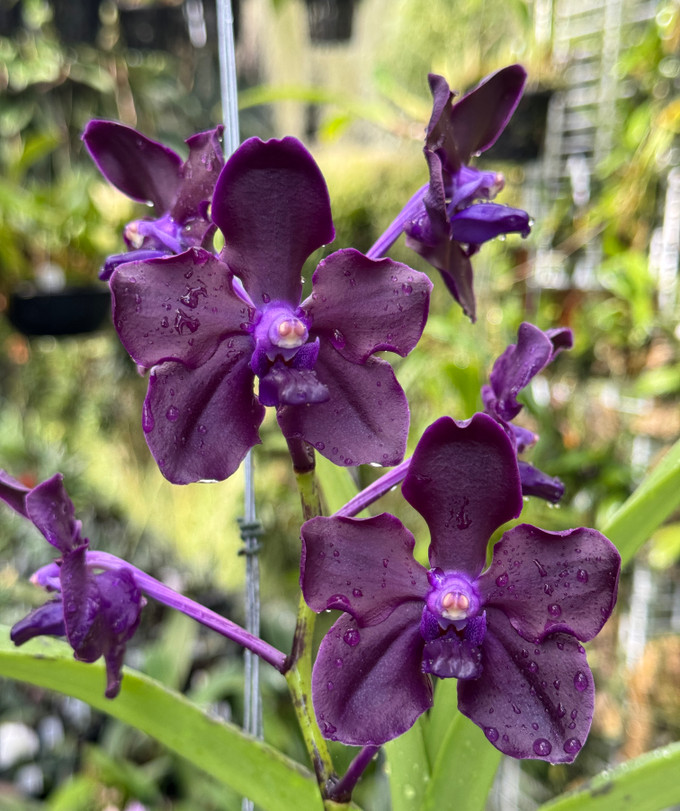 Vanda Motes Interstellar (Violeta × Motes Purple Rain) Vanda Motes Interstellar (Violeta × Motes Purple Rain)