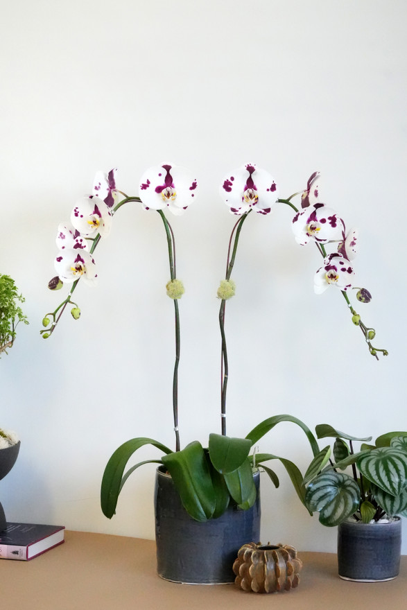 JAVA | Double Planter