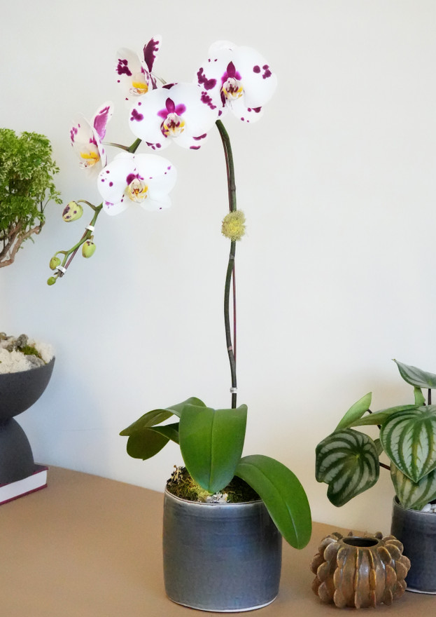 JAVA | Single Planter