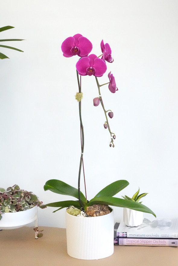 CERCLE | Single Planter CERCLE | Single Planter
