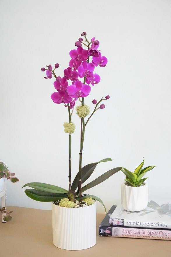 CERCLE | Compact Orchid CERCLE | Compact Orchid