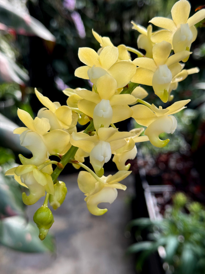 Aerides odorata v. alba Aerides odorata v. alba