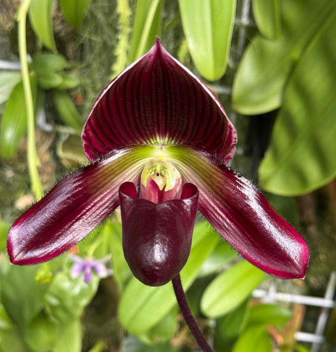 Paphiopedilum QF Waianani x Lorraine's Pride Paphiopedilum QF Waianani x Lorraine's Pride