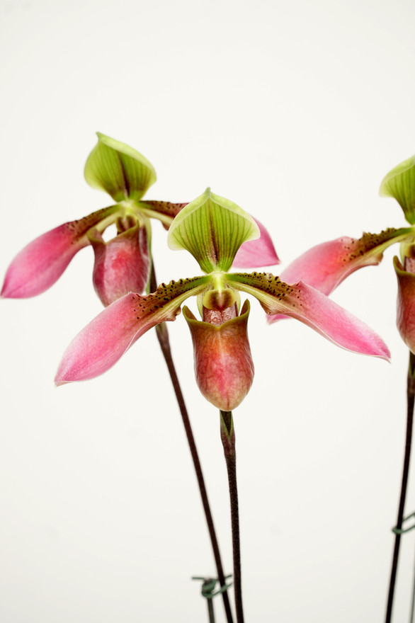 Paphiopedilum appletonianum x sib Paphiopedilum appletonianum x sib