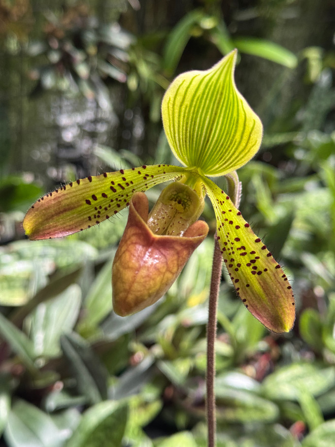 Paphiopedilum Iphis (Paph. argus x Paph. tonsum) Paphiopedilum Iphis (Paph. argus x Paph. tonsum)