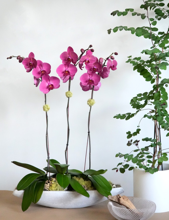 ARAI | Triple Planter ARAI | Triple Planter