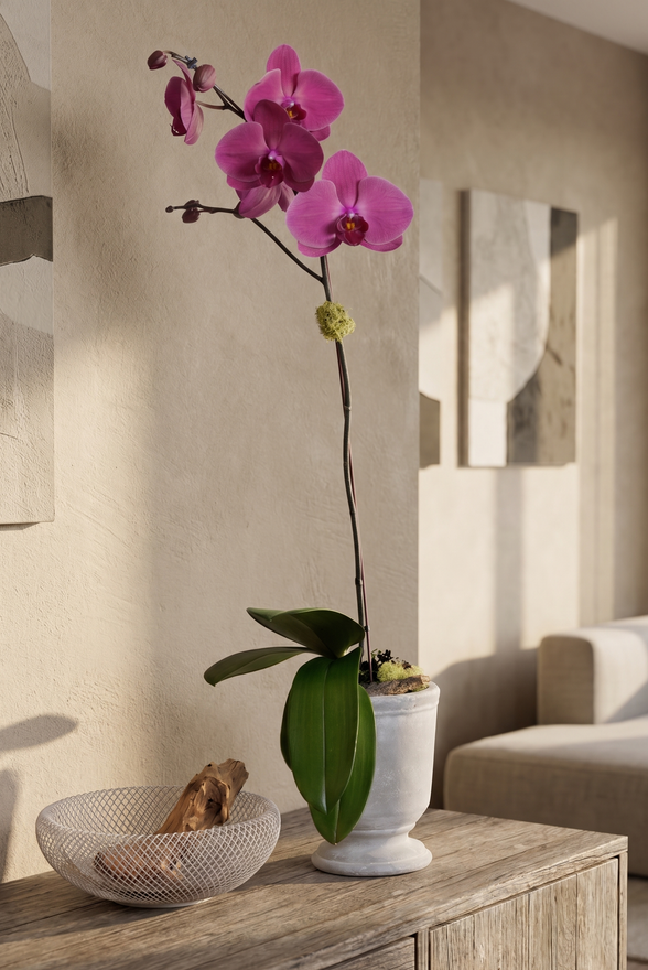 HAVEN | Single Planter