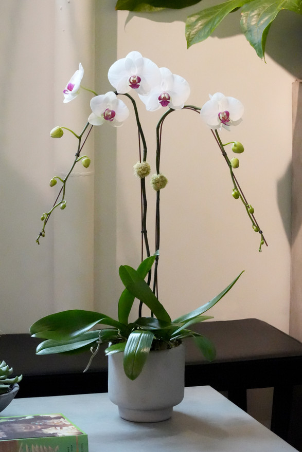 ODE | Double Planter ODE | Double Planter
