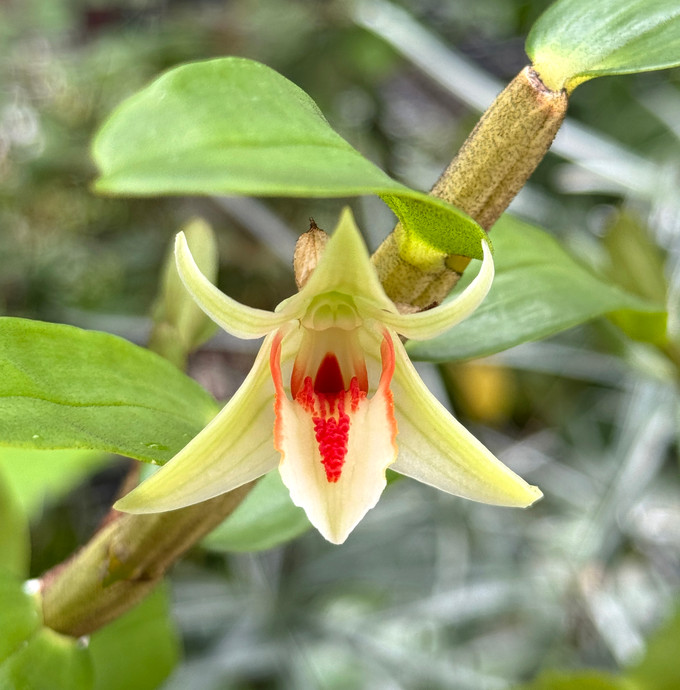 Dendrobium cruentum Dendrobium cruentum