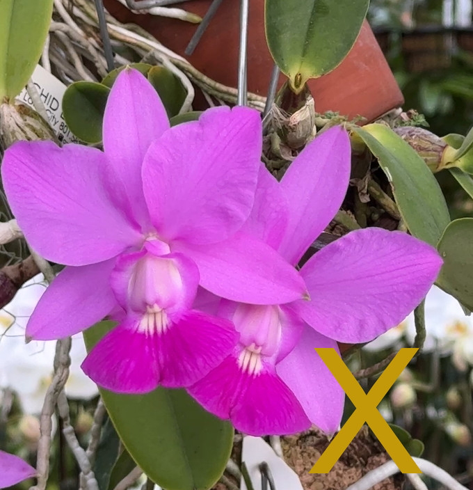 Cattleya Sea Breeze 4n (walkeriana 4n x warneri 4n) Cattleya Sea Breeze 4n (walkeriana 4n x warneri 4n)