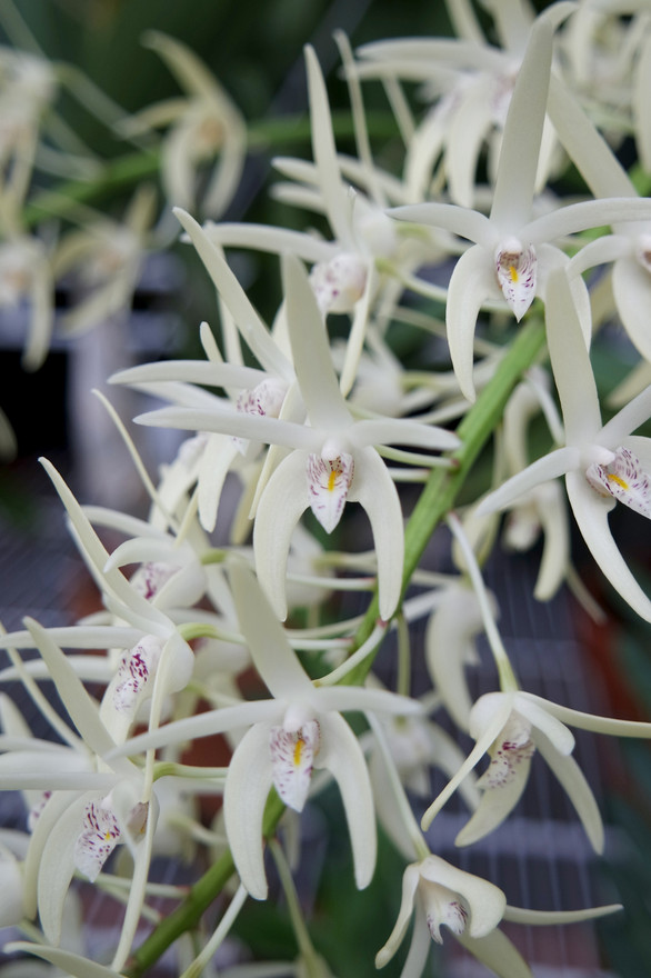 Dendrobium speciosum v. speciosum