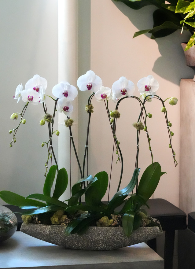 ALDER CEMENT OVAL | Limited Five Orchid Planter ALDER CEMENT OVAL | Limited Five Orchid Planter