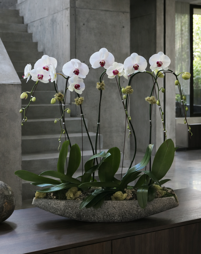 ALDER CEMENT OVAL | Limited Five Orchid Planter