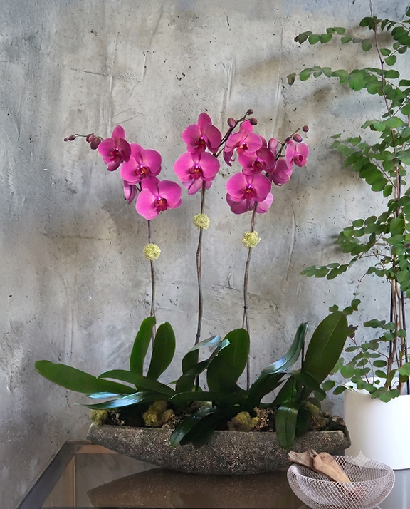ALDER CEMENT OVAL | Triple Orchid Planter