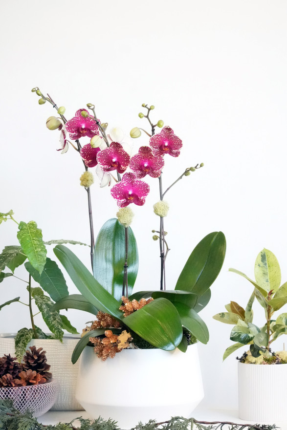 CELLO | Double Planter