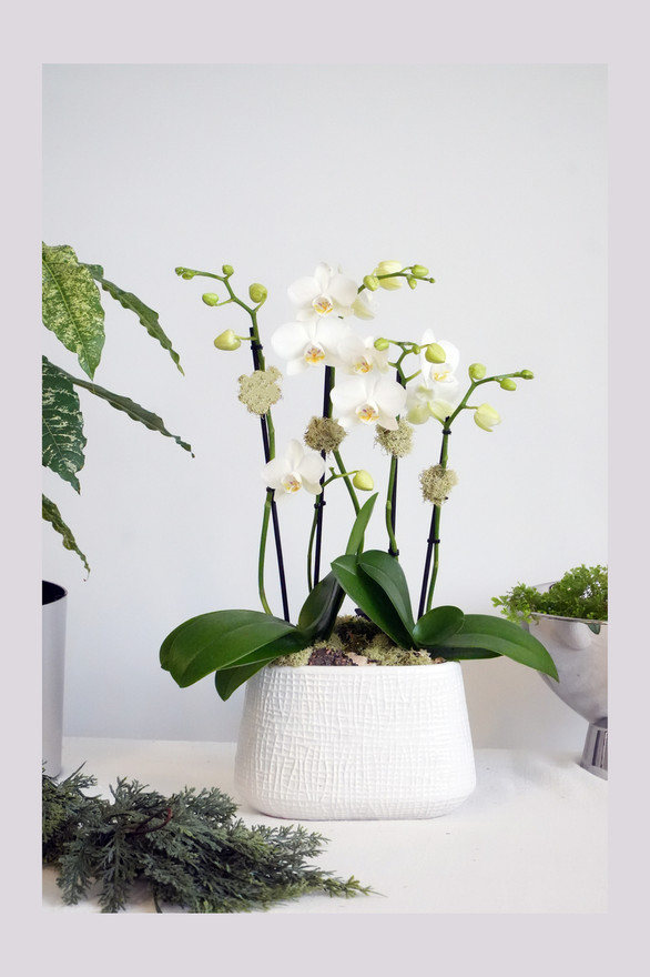 ODE | Custom Compact Double Planter