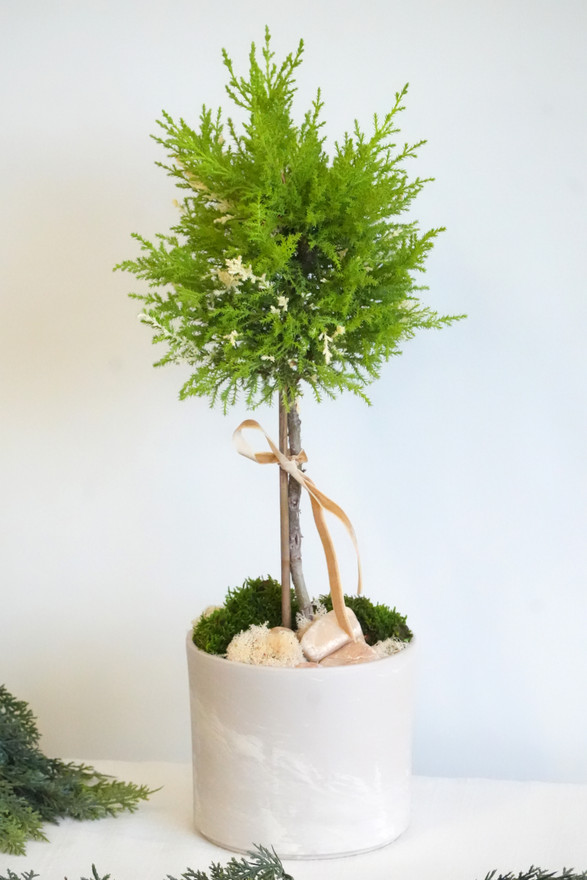 LEMON CYPRESS 'Snow Fall' | HOLIDAY