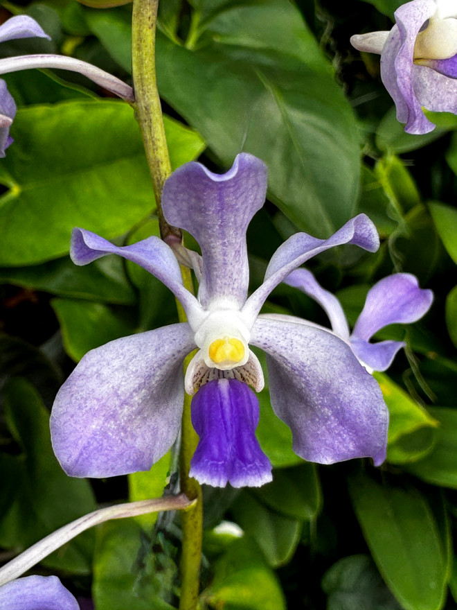 Vanda tessalata 'Blue' x Vanda coerulescens
