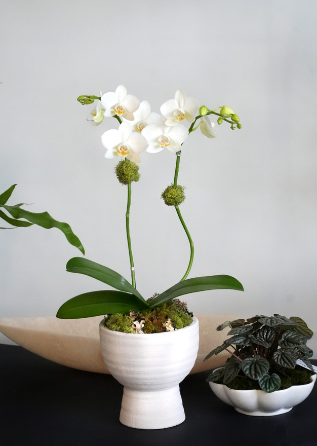 ROMAN | Compact Orchid