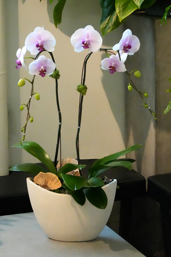 SABI OVAL | Double Planter