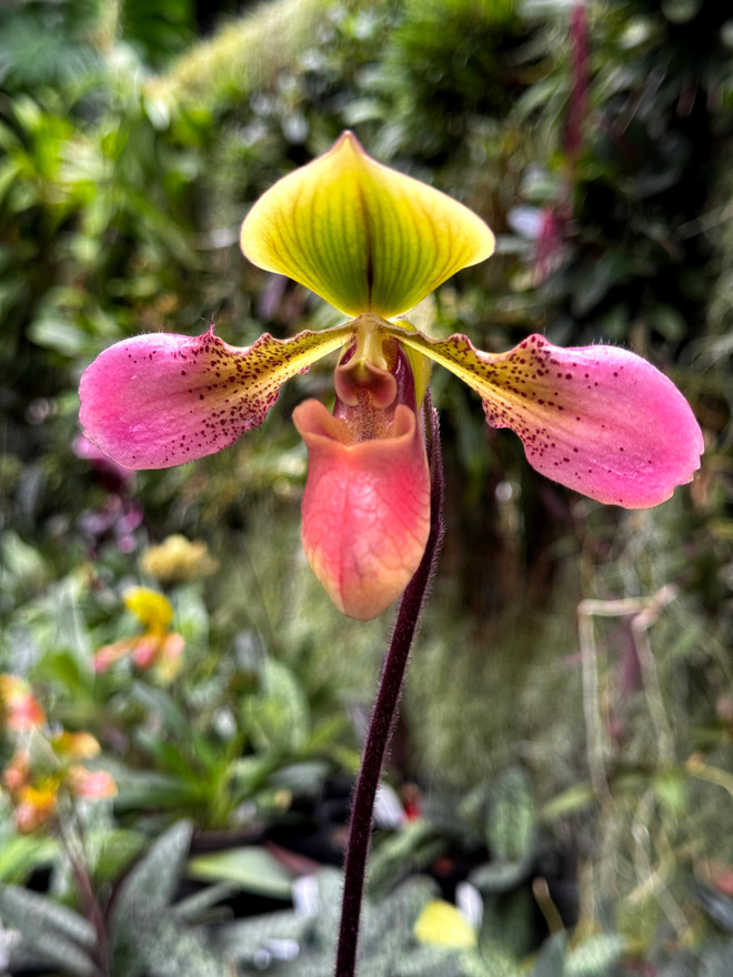 Paphiopedilum Xanthophyllum (mastersianum 'Emerald' x hookerae 'Dark Wings')