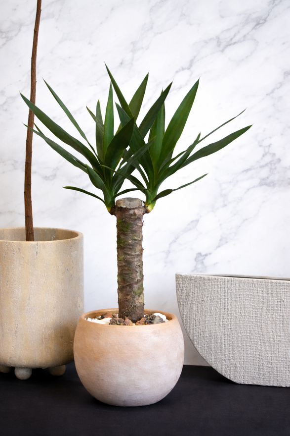 YUCCA | Succulent Planter