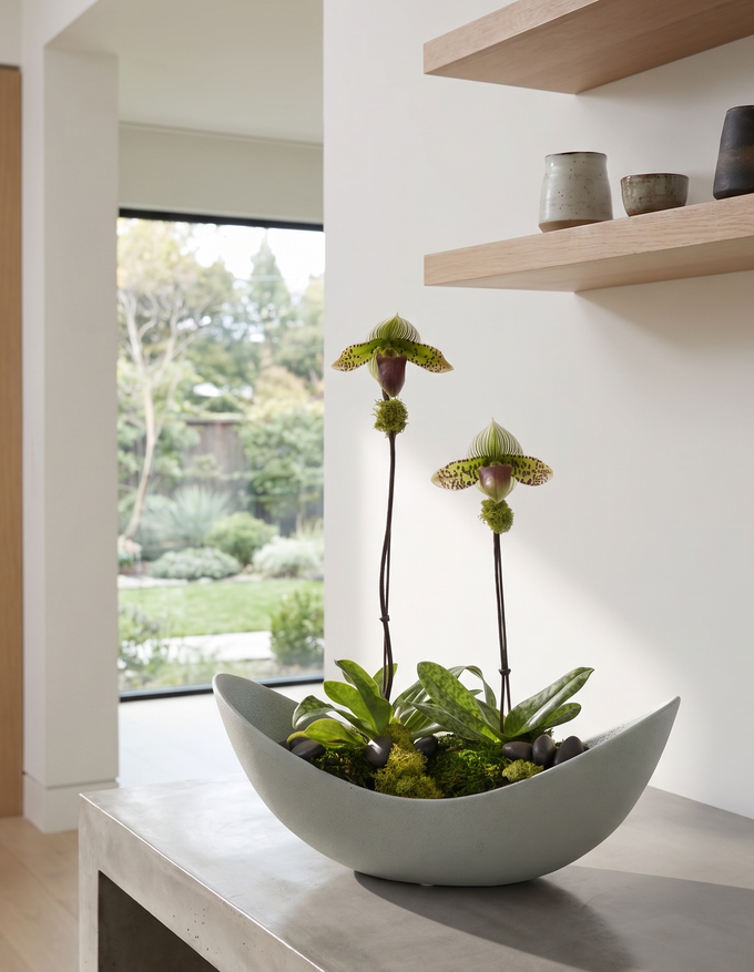 CRESCENT SLIPPER | Seasons Best Double Ladyslipper Orchid